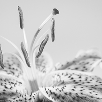 Buy canvas prints of Black and White Lilly by Keith Thorburn EFIAP/b
