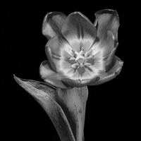 Buy canvas prints of Tulip Flower by Keith Thorburn EFIAP/b