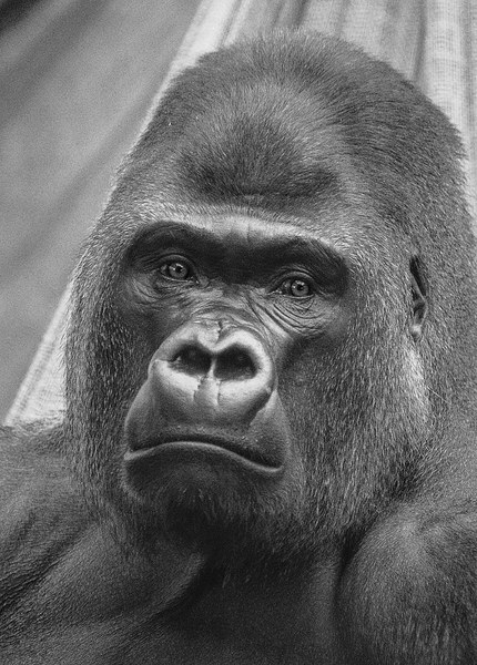 Western Lowland Gorilla Picture Board by Keith Thorburn EFIAP/b