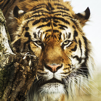 Buy canvas prints of Jae Jae Sumatran Tiger by Keith Thorburn EFIAP/b