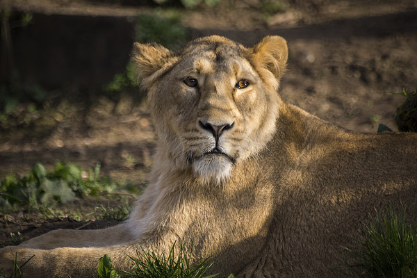 Female Lion Picture Board by Keith Thorburn EFIAP/b