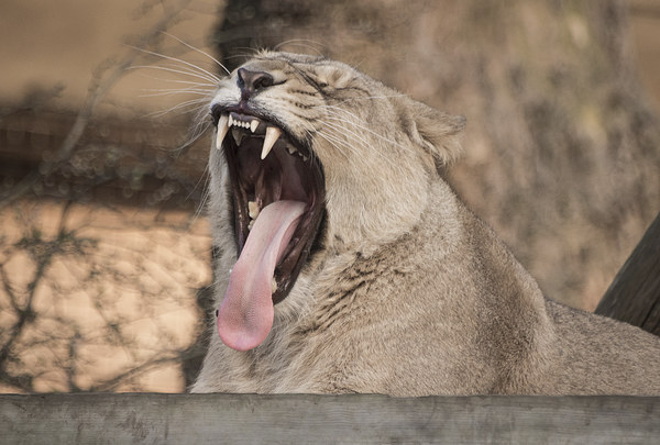 Lion Mouth Picture Board by Keith Thorburn EFIAP/b