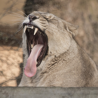 Buy canvas prints of Lion Mouth by Keith Thorburn EFIAP/b