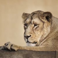 Buy canvas prints of Lion by Keith Thorburn EFIAP/b
