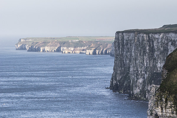 Bempton Cliffs Picture Board by Keith Thorburn EFIAP/b