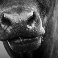 Buy canvas prints of Nosey Cow by Keith Thorburn EFIAP/b