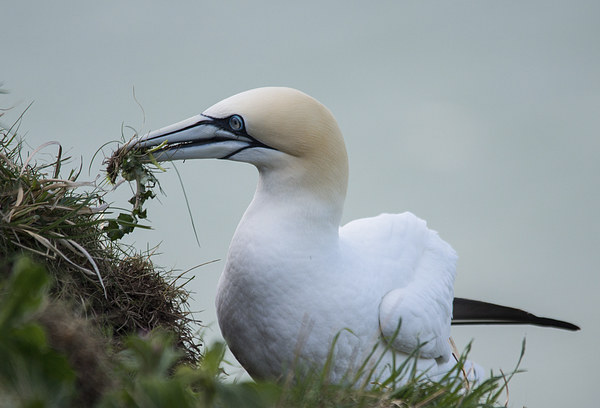 Gannets Picture Board by Keith Thorburn EFIAP/b