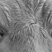 Buy canvas prints of Cows Face by Keith Thorburn EFIAP/b