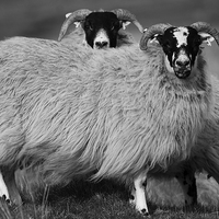 Buy canvas prints of Sheep by Keith Thorburn EFIAP/b