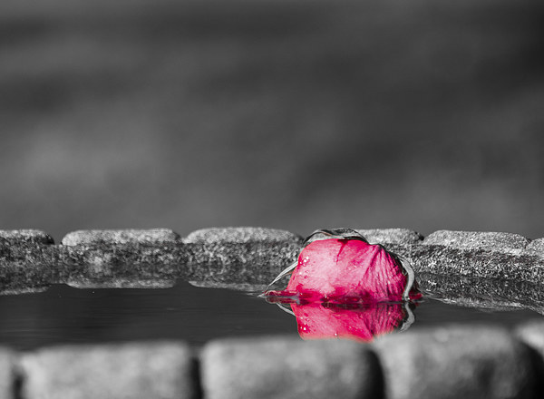 Rose in Water Picture Board by Keith Thorburn EFIAP/b