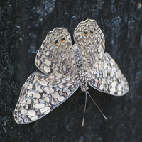 Buy canvas prints of Cracker Butterfly by Keith Thorburn EFIAP/b