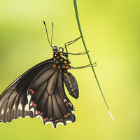Buy canvas prints of Common Mormon Swallowtail by Keith Thorburn EFIAP/b
