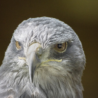 Buy canvas prints of Grey Buzzard Eagle by Keith Thorburn EFIAP/b