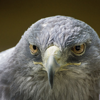 Buy canvas prints of Grey Buzzard Eagle by Keith Thorburn EFIAP/b