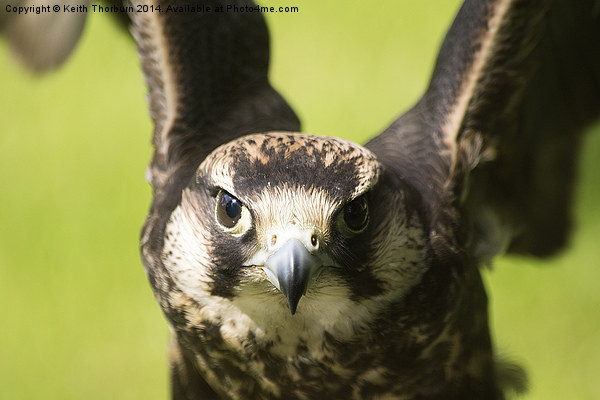 Lanner Falcon Picture Board by Keith Thorburn EFIAP/b