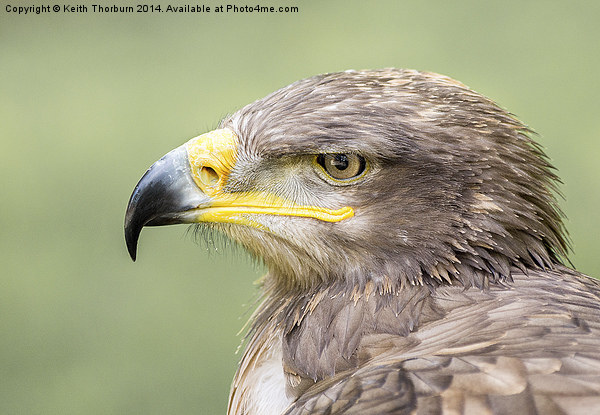 Steppe Eagle Picture Board by Keith Thorburn EFIAP/b