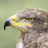 Buy canvas prints of Steppe Eagle by Keith Thorburn EFIAP/b