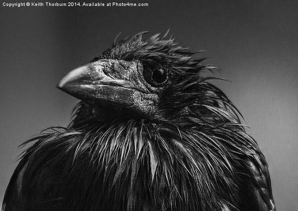 ROOK Corvus frugilegus Picture Board by Keith Thorburn EFIAP/b