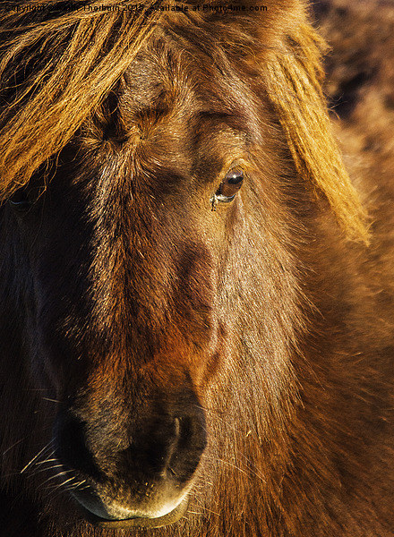 Shetland Pony Picture Board by Keith Thorburn EFIAP/b
