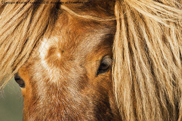 Shetland Pony Picture Board by Keith Thorburn EFIAP/b