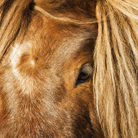 Buy canvas prints of Shetland Pony by Keith Thorburn EFIAP/b