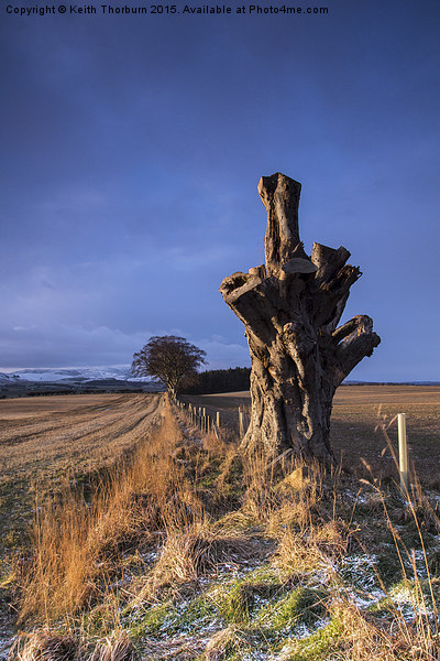 Old Tree of Duns Road Picture Board by Keith Thorburn EFIAP/b