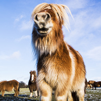 Buy canvas prints of Shetland Pony by Keith Thorburn EFIAP/b