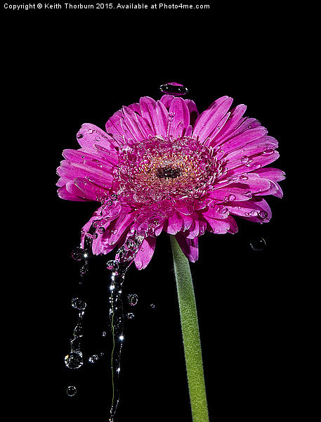 Flowers being watered Picture Board by Keith Thorburn EFIAP/b