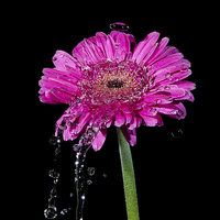 Buy canvas prints of Flowers being watered by Keith Thorburn EFIAP/b