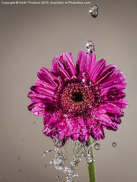  Wet Daisy Picture Board by Keith Thorburn EFIAP/b