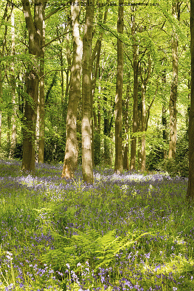 Blubell Woods Picture Board by Keith Thorburn EFIAP/b