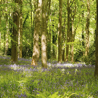 Buy canvas prints of Blubell Woods by Keith Thorburn EFIAP/b