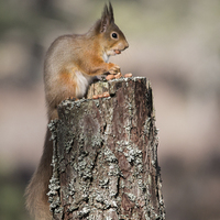 Buy canvas prints of Red Squirrel with nut in mouth by Keith Thorburn EFIAP/b