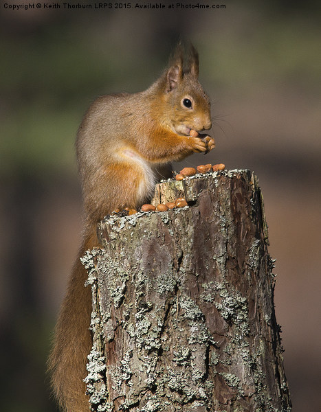 Red Squirrel Picture Board by Keith Thorburn EFIAP/b
