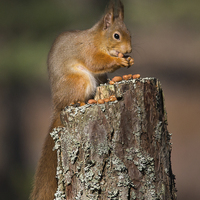 Buy canvas prints of Red Squirrel by Keith Thorburn EFIAP/b