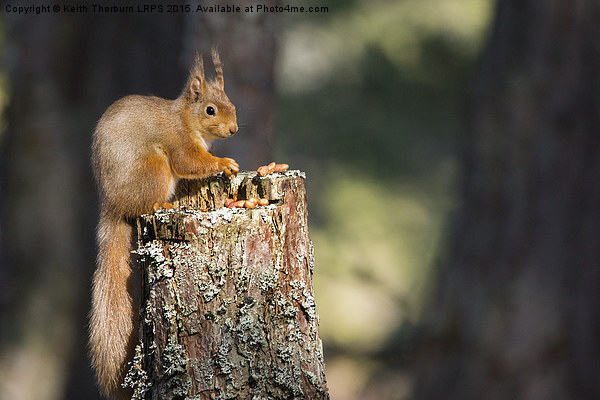 Red Squirrel Picture Board by Keith Thorburn EFIAP/b