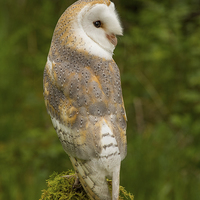 Buy canvas prints of  Barn Owl by Keith Thorburn EFIAP/b
