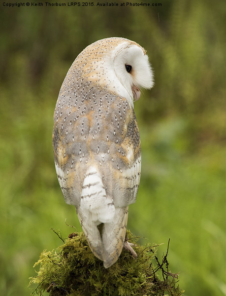 Barn Owl Picture Board by Keith Thorburn EFIAP/b