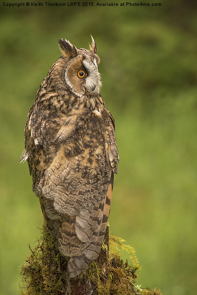 Long Eared Owl Picture Board by Keith Thorburn EFIAP/b