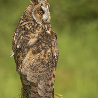 Buy canvas prints of Long Eared Owl by Keith Thorburn EFIAP/b