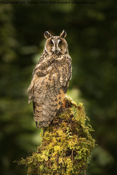 Long-Eared Owl Picture Board by Keith Thorburn EFIAP/b