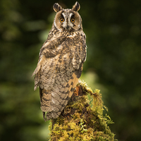 Buy canvas prints of Long-Eared Owl by Keith Thorburn EFIAP/b