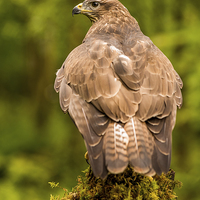 Buy canvas prints of Buzzard by Keith Thorburn EFIAP/b