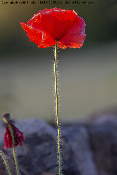Poppy Picture Board by Keith Thorburn EFIAP/b