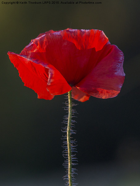 Poppy Picture Board by Keith Thorburn EFIAP/b