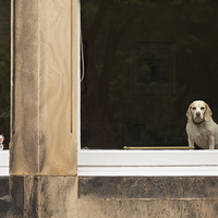 Buy canvas prints of Beagle watch by Keith Thorburn EFIAP/b