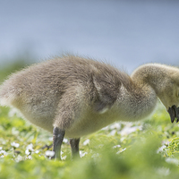 Buy canvas prints of  Goose Chick by Keith Thorburn EFIAP/b