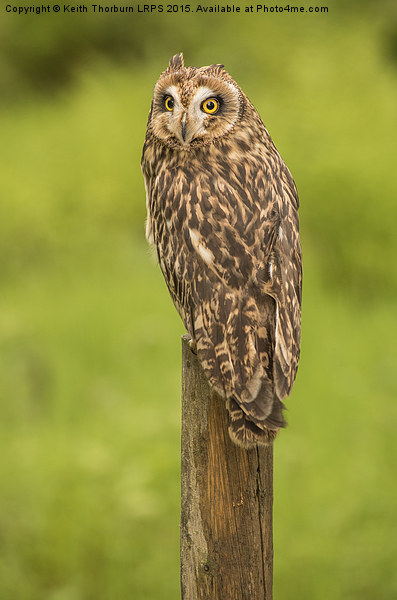 Short Eared Owl Picture Board by Keith Thorburn EFIAP/b