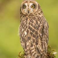 Buy canvas prints of Short Eared Owl by Keith Thorburn EFIAP/b