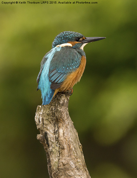 Kingfisher Alcedo atthis Picture Board by Keith Thorburn EFIAP/b